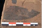 Foto (Detailansicht) von Sphaeria palaeosapindi Ettingshausen (NHMW-GEO-2024-0188-0043)